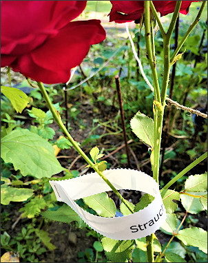 Streifenetiketten natur 2120